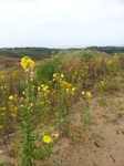 20140726_100059 Flowers in Merthyr Mawr Sand Dunes.jpg